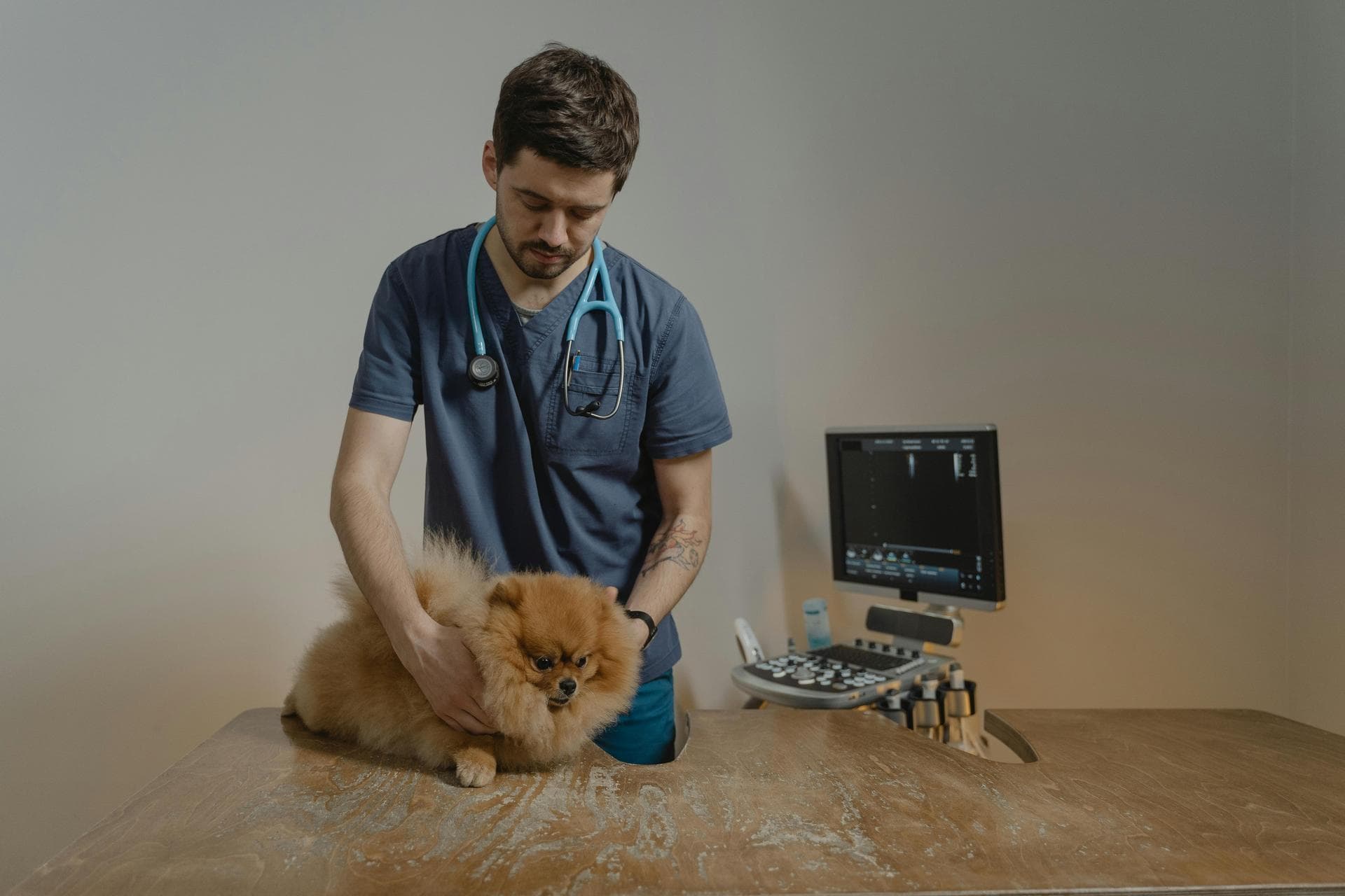 Best Vets in Johnson City